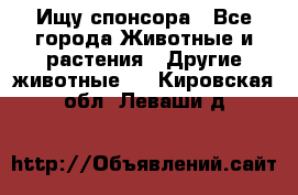 Ищу спонсора - Все города Животные и растения » Другие животные   . Кировская обл.,Леваши д.